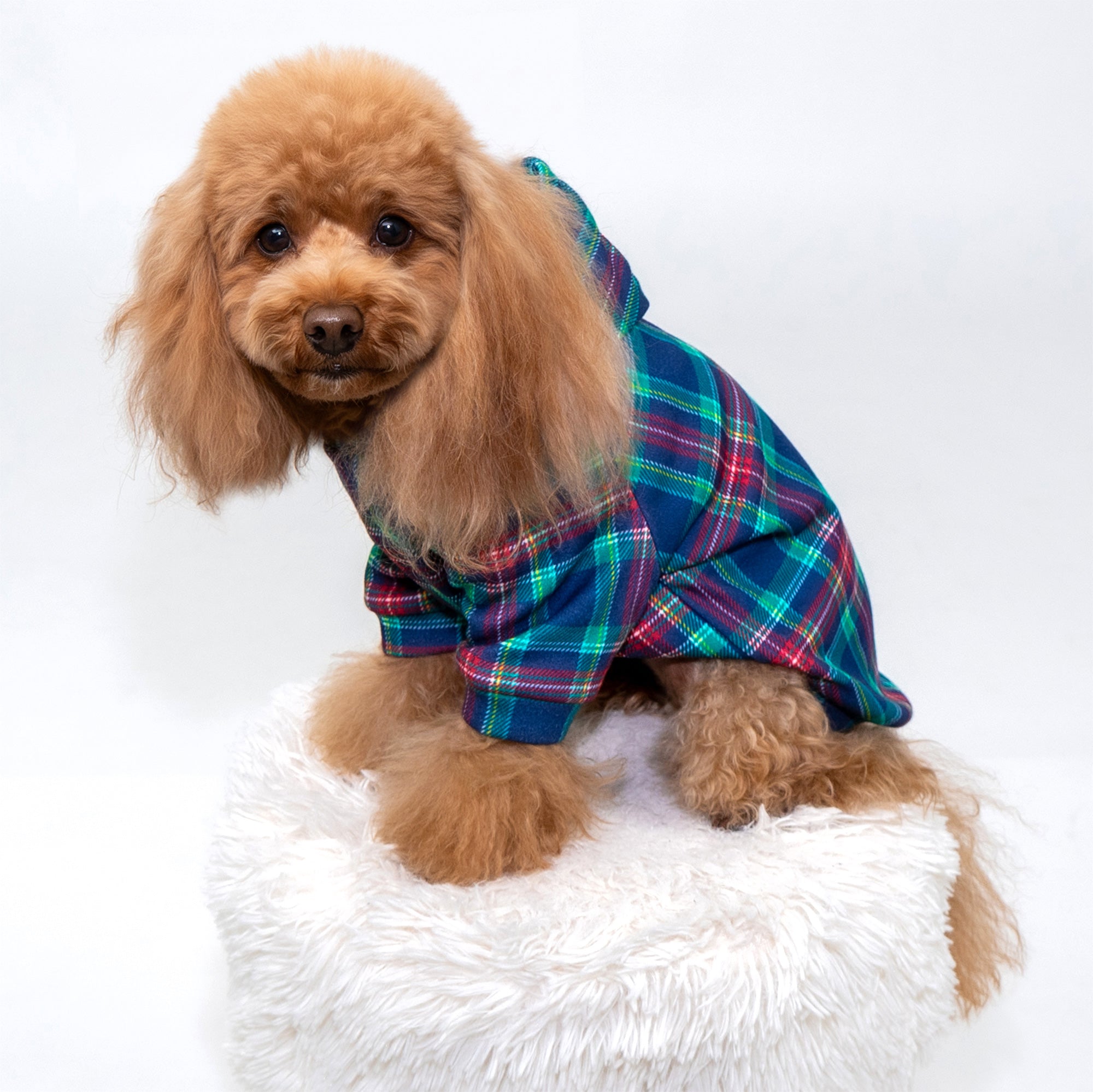 Haine pentru animale de companie - Recompense albastre în carouri